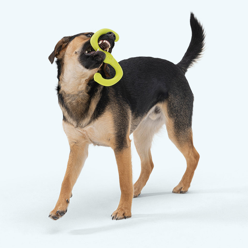 Tug-Of-War Boomerang Dog Toy
