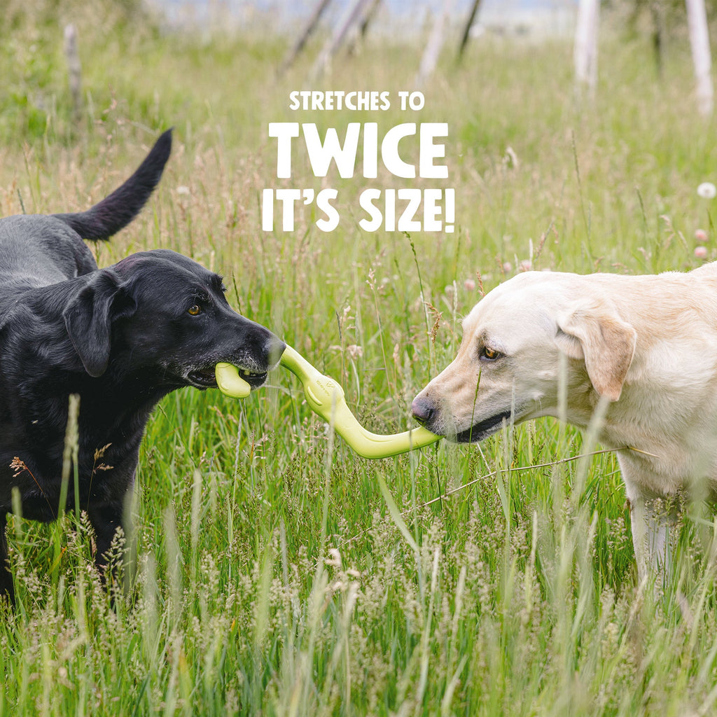 Tug-Of-War Boomerang Dog Toy